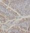 Potassium Voltage-Gated Channel Subfamily J Member 13 antibody, FNab04589, FineTest, Immunohistochemistry frozen image 