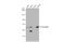 Occludin antibody, GTX85016, GeneTex, Western Blot image 