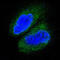 Mitogen-Activated Protein Kinase Kinase Kinase 7 antibody, M01458, Boster Biological Technology, Immunofluorescence image 