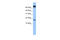 FUN14 Domain Containing 1 antibody, ARP53280_P050, Aviva Systems Biology, Western Blot image 