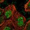 ESET antibody, HPA018142, Atlas Antibodies, Immunofluorescence image 