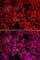 Microsomal Triglyceride Transfer Protein antibody, A1746, ABclonal Technology, Immunofluorescence image 