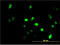 Growth Factor Independent 1 Transcriptional Repressor antibody, LS-C104956, Lifespan Biosciences, Immunofluorescence image 