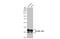 Heterogeneous Nuclear Ribonucleoprotein A2/B1 antibody, GTX127928, GeneTex, Western Blot image 