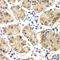 Chitinase 1 antibody, LS-C348951, Lifespan Biosciences, Immunohistochemistry frozen image 