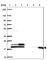 RLP24 antibody, HPA063392, Atlas Antibodies, Western Blot image 