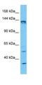 Palladin, Cytoskeletal Associated Protein antibody, orb331454, Biorbyt, Western Blot image 