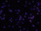 CD69 Molecule antibody, MAB23861, R&D Systems, Western Blot image 