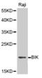 BCL2 Interacting Killer antibody, MBS127307, MyBioSource, Western Blot image 