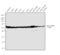 Tubulin Beta 1 Class VI antibody, 32-2600, Invitrogen Antibodies, Western Blot image 