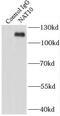 N-Acetyltransferase 10 antibody, FNab05562, FineTest, Immunoprecipitation image 