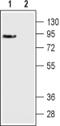 Dopamine Receptor D3 antibody, PA5-77390, Invitrogen Antibodies, Western Blot image 