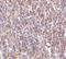 ORAI Calcium Release-Activated Calcium Modulator 1 antibody, LS-C19679, Lifespan Biosciences, Immunohistochemistry paraffin image 