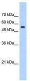PODXL antibody, TA336066, Origene, Western Blot image 