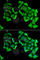 Complement Component 4 Binding Protein Beta antibody, A6362, ABclonal Technology, Immunofluorescence image 