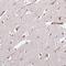 KRI1 Homolog antibody, HPA043574, Atlas Antibodies, Immunohistochemistry frozen image 