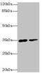 Ring Finger Protein 148 antibody, CSB-PA019844LA01HU, Cusabio, Western Blot image 