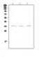 Killer Cell Lectin Like Receptor K1 antibody, A00661-1, Boster Biological Technology, Western Blot image 