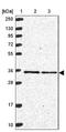 Mitochondrial Ribosomal Protein L4 antibody, NBP2-13617, Novus Biologicals, Western Blot image 