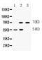 Interferon Regulatory Factor 7 antibody, A00115-1, Boster Biological Technology, Western Blot image 