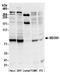SEC63 Homolog, Protein Translocation Regulator antibody, A305-084A, Bethyl Labs, Western Blot image 