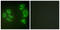 Mitogen-activated protein kinase kinase kinase MLT antibody, LS-C119288, Lifespan Biosciences, Immunofluorescence image 