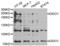 Death-inducer obliterator 1 antibody, abx004945, Abbexa, Western Blot image 