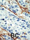 ARK5 antibody, abx033848, Abbexa, Immunohistochemistry frozen image 