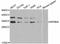 NFKB Inhibitor Alpha antibody, abx126244, Abbexa, Western Blot image 