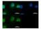 Sad1 And UNC84 Domain Containing 1 antibody, GTX45959, GeneTex, Immunohistochemistry paraffin image 
