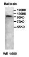 Platelet Derived Growth Factor C antibody, orb77198, Biorbyt, Western Blot image 