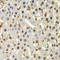 Cullin 4B antibody, LS-C346081, Lifespan Biosciences, Immunohistochemistry frozen image 