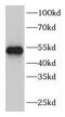 F-box/WD repeat-containing protein 2 antibody, FNab03054, FineTest, Western Blot image 