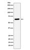 EH Domain Containing 1 antibody, M02168, Boster Biological Technology, Western Blot image 