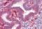 Fibroblast Growth Factor Receptor 4 antibody, MBS245379, MyBioSource, Immunohistochemistry frozen image 