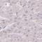 Transmembrane Protein 237 antibody, NBP2-33656, Novus Biologicals, Immunohistochemistry paraffin image 