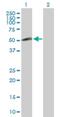 Zinc Finger Protein 232 antibody, H00007775-D01P, Novus Biologicals, Western Blot image 