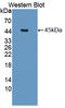 Platelet Derived Growth Factor D antibody, LS-C373049, Lifespan Biosciences, Western Blot image 