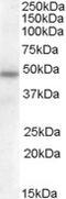 Guided Entry Of Tail-Anchored Proteins Factor 3, ATPase antibody, 46-813, ProSci, Western Blot image 