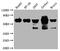 DEAD-Box Helicase 5 antibody, CSB-RA231179A0HU, Cusabio, Western Blot image 