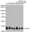 Tyrosine 3-Monooxygenase/Tryptophan 5-Monooxygenase Activation Protein Zeta antibody, STJ29954, St John