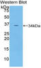 TNF Receptor Associated Factor 5 antibody, LS-C296684, Lifespan Biosciences, Western Blot image 