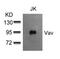 Vav Guanine Nucleotide Exchange Factor 1 antibody, GTX50503, GeneTex, Western Blot image 