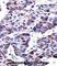 Dual Specificity Phosphatase 9 antibody, abx027671, Abbexa, Western Blot image 