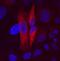 Family With Sequence Similarity 3 Member C antibody, MAB3084, R&D Systems, Immunofluorescence image 