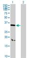 Sorting Nexin 11 antibody, H00029916-B02P, Novus Biologicals, Western Blot image 