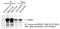 RAD51 Recombinase antibody, GTX70230, GeneTex, Immunoprecipitation image 