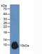 Gremlin 1, DAN Family BMP Antagonist antibody, MBS2027653, MyBioSource, Western Blot image 