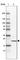 Transmembrane Protein 126B antibody, HPA014480, Atlas Antibodies, Western Blot image 