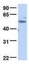 Chromosome 18 Open Reading Frame 25 antibody, GTX45842, GeneTex, Western Blot image 